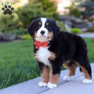 Nala, Bernese Mountain Dog Puppy